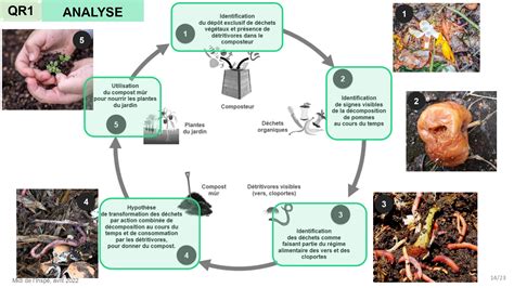 Schéma illustrant le processus de décomposition du fumier de cheval dans le sol