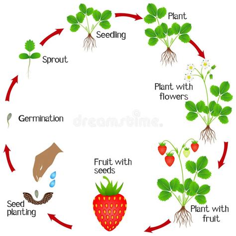 Schéma illustrant le cycle de vie du fraisier et les étapes clés de la taille estivale