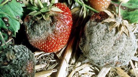 Photo montrant la différence entre un fraisier sain et un fraisier atteint de pourriture grise