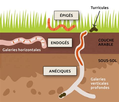 Schéma illustrant les trois catégories de vers de terre dans le sol
