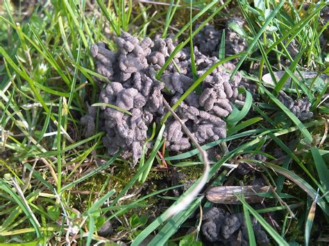 Photo de turricules à la surface d'un sol bien vivant