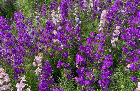 photographie d'un massif de fleurs violettes