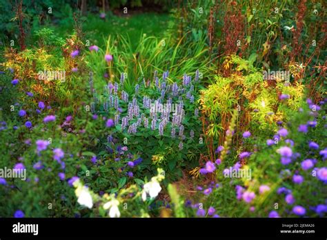 Jardin verdoyant avec diverses plantes et fleurs