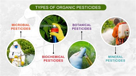 Infographie présentant les différents types d'herbicides et leurs modes d'action