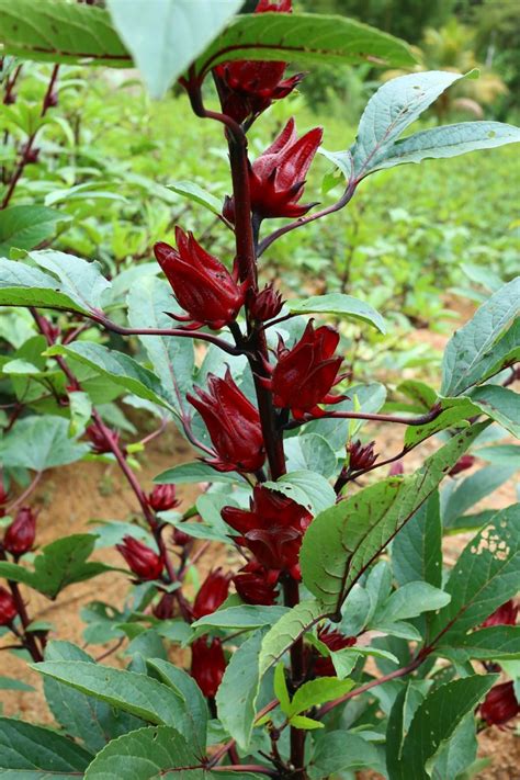 Arbuste d'Hibiscus sabdariffa en fleurs