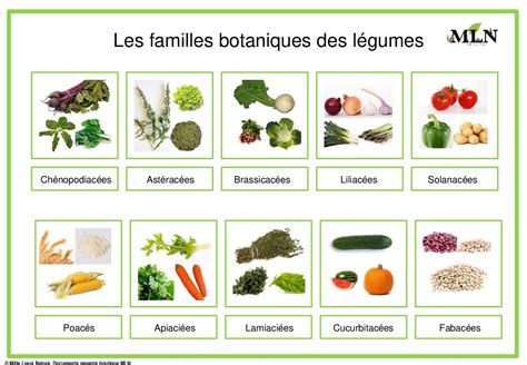 Schéma des familles de légumes incompatibles