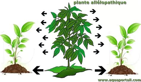 Infographie sur l'allélopathie des plantes