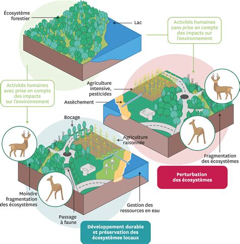 Schéma de l'impact des cultures Bt sur la biodiversité