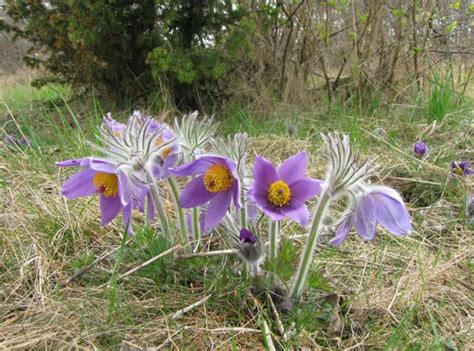 Anémone pulsatille fleurie dans une pelouse calcaire