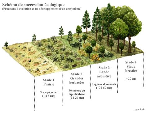 Schéma illustrant la succession écologique d'une pelouse sèche vers la forêt