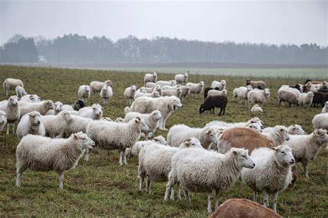 Troupeau de moutons broutant une pelouse calcaire pour son entretien
