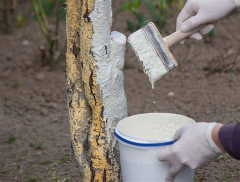 Application de lait de chaux sur un tronc d'arbre fruitier