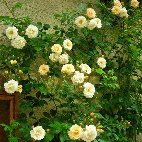 Illustration du rosier Ghislaine de Féligonde en fleurs, mettant en évidence ses bouquets de petites roses doubles.