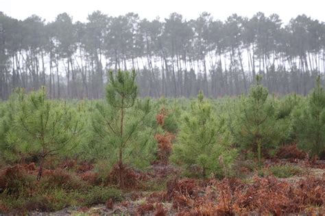 Plantation de jeunes pins maritimes dans une forêt gérée