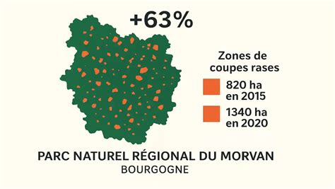 Infographie montrant les différentes coupes : bois mort, branches se croisant, et gourmands