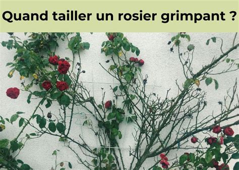 Infographie comparant un rosier taillé versus un rosier non taillé après une saison