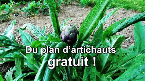 Arroser les plants d'artichauts
