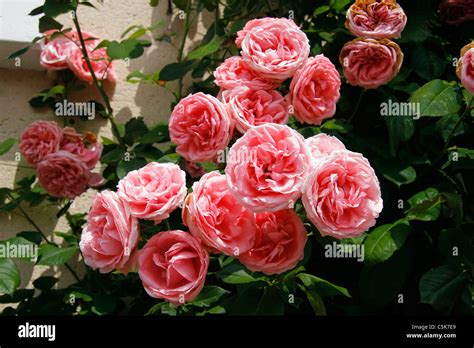 Rosier grimpant en pleine floraison sur un mur