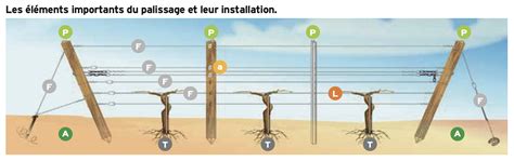 Schéma de palissage horizontal d'un rosier grimpant