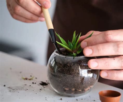 Schéma illustrant le drainage idéal au fond d'un pot pour une Helleborus niger