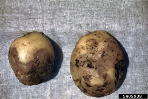 Taches brunes décolorées sur les pommes de terre, typiques d'une infection par le mildiou