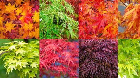 Variétés d'érables du Japon pour bonsaï