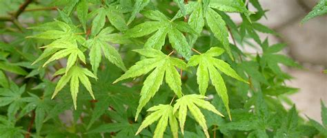 Feuilles d'érable du Japon affectées par le stress