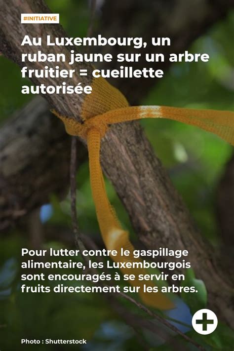 Arbre fruitier avec un ruban jaune symbolisant le partage