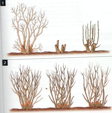 Schéma de taille de rajeunissement d'un rhododendron