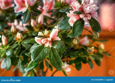 Jeunes pousses de rhododendron