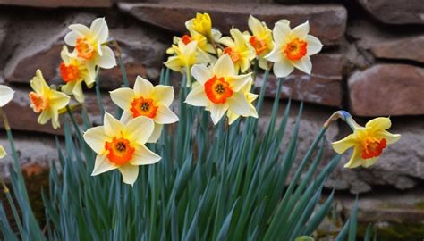 Différentes variétés de jonquilles