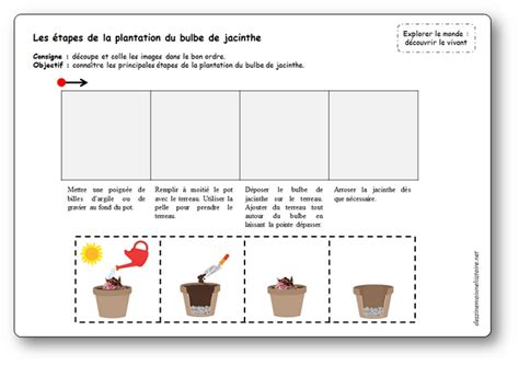 Schéma des étapes de plantation d'un bulbe