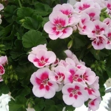 Un parterre de géraniums zonales violets en pleine floraison