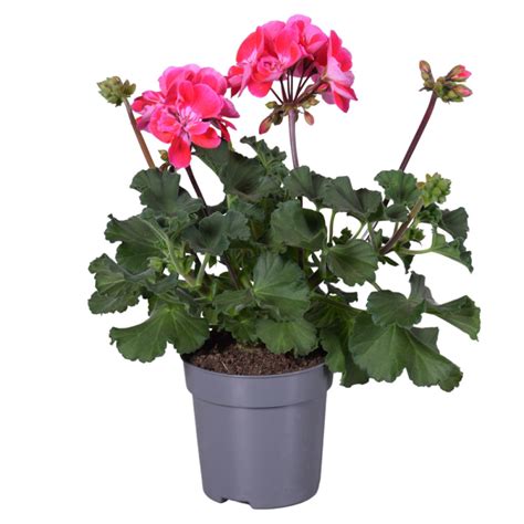 Géranium zonal violet dans un pot sur un balcon ensoleillé