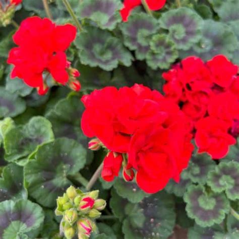 Vue rapprochée des détails floraux d'un géranium zonal violet