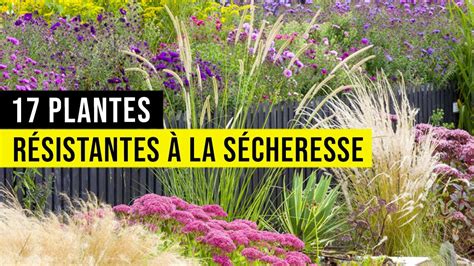 Jardinière estivale résistante à la sécheresse