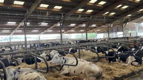 une vache couchée dans une logette à litière compostée