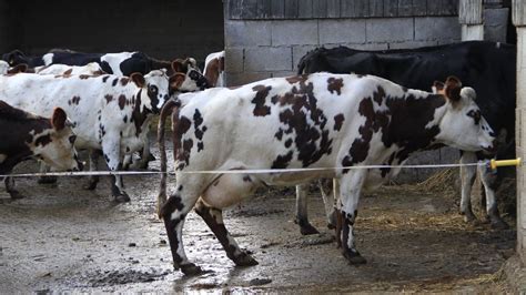 une vache sans boiterie sur une litière