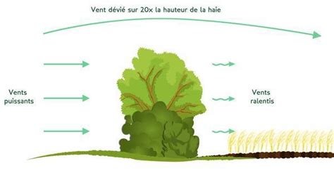 illustration d'une haie brise-vent protégeant un champ