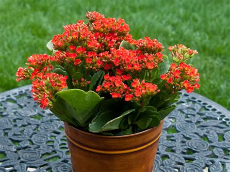 Illustration d'un Kalanchoe en fleurs avec des couleurs vives