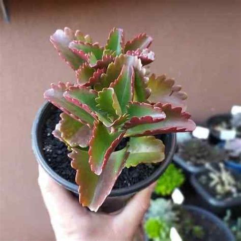 Différentes variétés de Kalanchoe