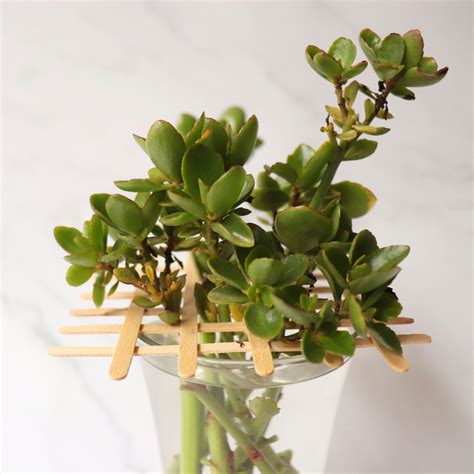 Schéma montrant où couper une bouture de Kalanchoe sur la tige