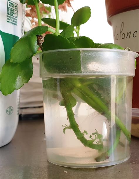 Image de boutures de Kalanchoe avec des racines apparentes dans l'eau