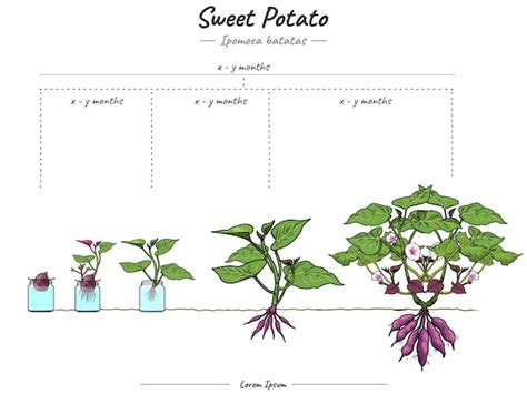 Schéma du cycle de vie de la patate douce