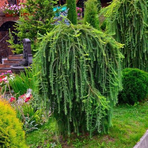 Mélèze du Japon en plantation