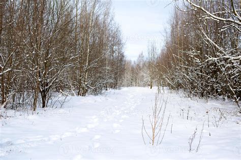 Un épicéa majestueux dans une forêt enneigée