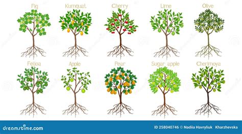 Comparaison des différentes présentations d'arbres fruitiers