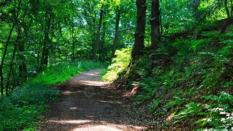 Forêt de Sologne avec un sentier