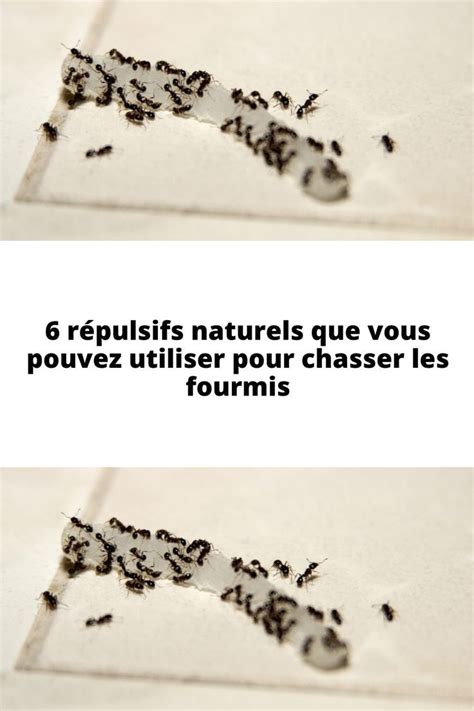 répulsifs naturels contre les fourmis