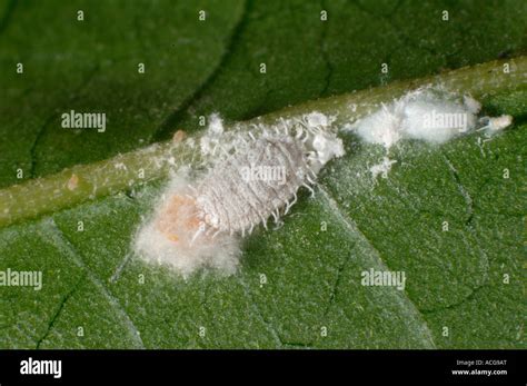 Planococcus citri sur une feuille de citronnier